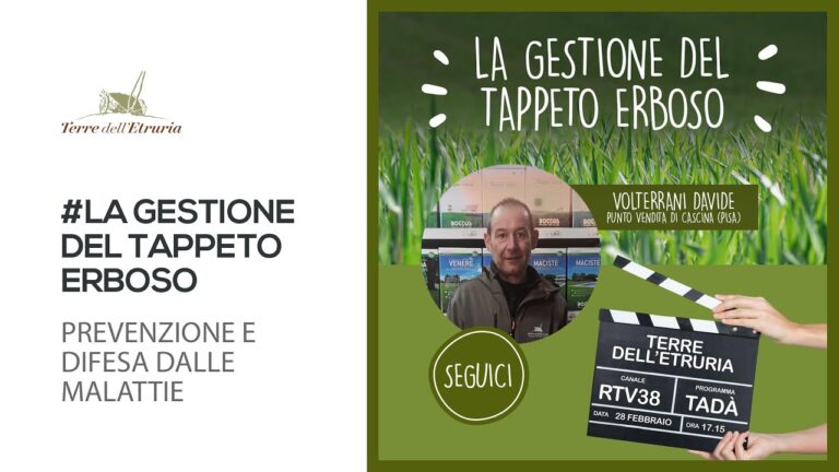 Protezione del prato: difesa efficace dalle malattie