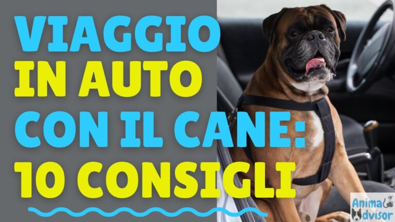 Viaggi Lunghi: L’Importanza delle Cinture di Sicurezza