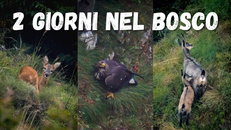 Guida alla Fotografia Naturalistica in Escursione